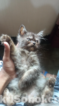 semi Punch face persian cat